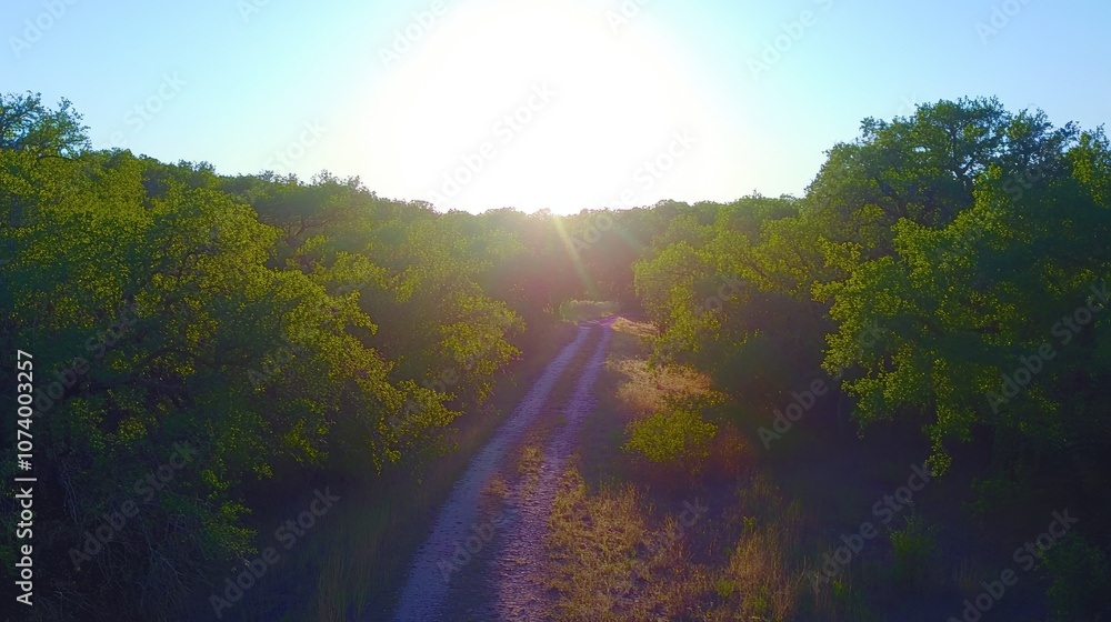 Serene Rural Pathway Bathed in Golden Light Amidst Vibrant Green Trees at Sunset in Nature's Tranquil Landscape Serene Rural Pathway Bathed in Golden Light Amidst Vibrant Green Trees at Sunset in Nature's Tranquil Landscape