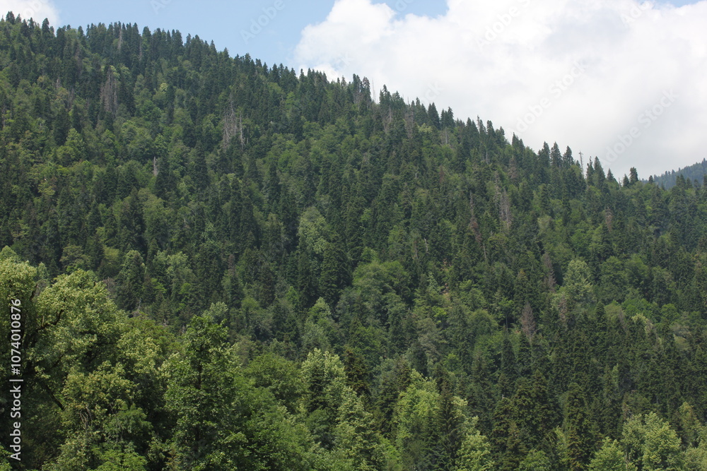 dense green forest covering a mountain under a partly cloudy sky. The landscape is filled with evergreen trees, creating a lush and natural scene. dense green forest covering a mountain under a partly cloudy sky. The landscape is filled with evergreen trees, creating a lush and natural scene.