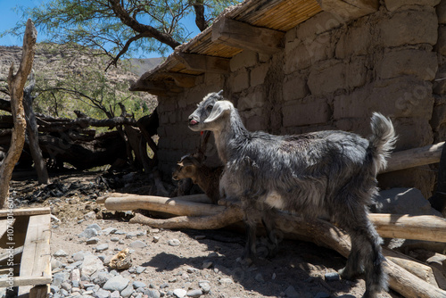 Cabras en un rancho de Catamarca, Argentina. photo