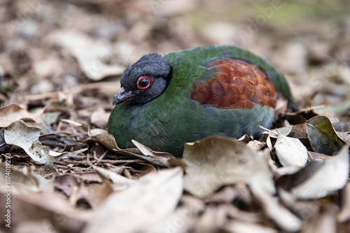 close-up crowned partridge on leaves, green Crested partridge, macro photo photo