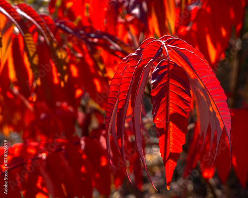 red autumn leaves