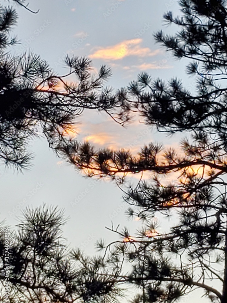 Dark branches against sunlit clouds Dark branches against sunlit clouds