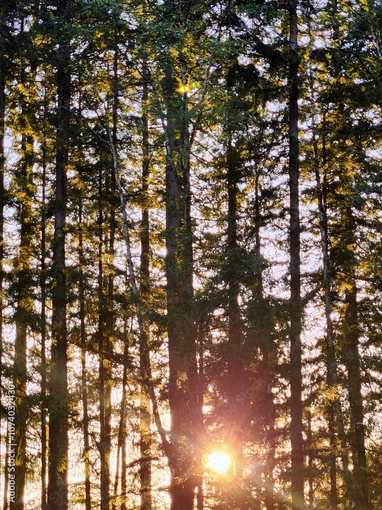 Fototapeta premium Sunlight peaking through tall pines