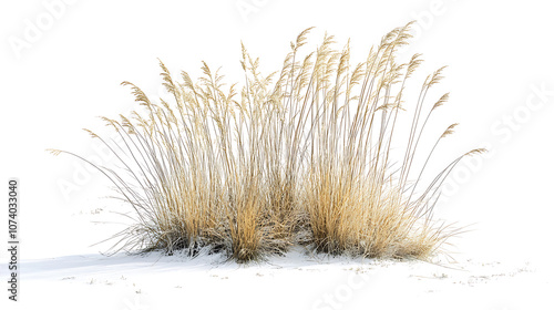 Growth of buffalo grass native prairie grass known for drought resistance isolated on white photograph