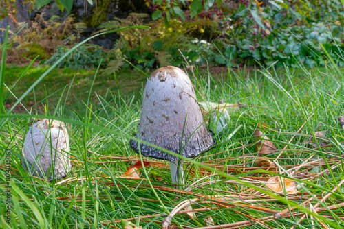 mushroom on the grass