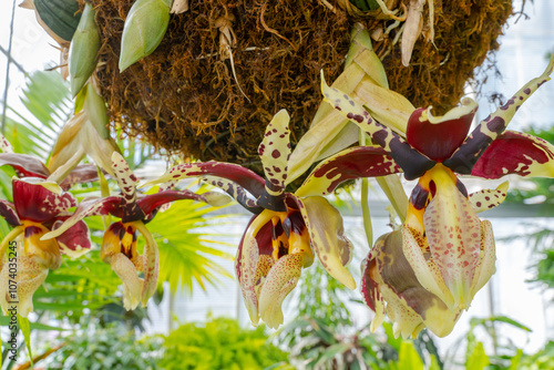 orchid in the garden