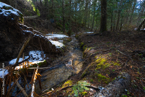 Stream in the forest