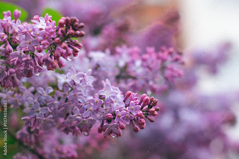 Lilac Branch with Dew Drops in Spring at Daytime After Rain - Close-Up, Selective Focus. Violet Spring Flowers with Soft Aroma. Spring and Summer Gardening. Lilac Blossom. Purple Lilac Bush Lilac Branch with Dew Drops in Spring at Daytime After Rain - Close-Up, Selective Focus. Violet Spring Flowers with Soft Aroma. Spring and Summer Gardening. Lilac Blossom. Purple Lilac Bush