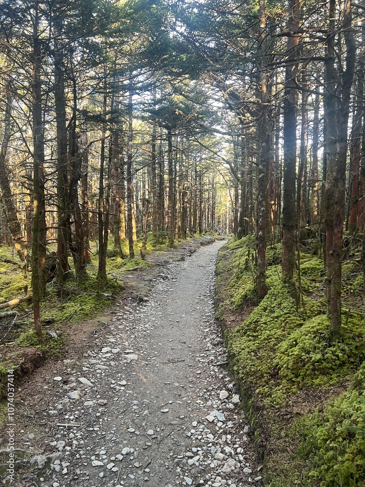 Fototapeta premium footpath in the woods