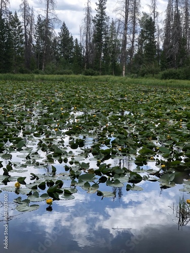 Obraz na plátně lake in the forest