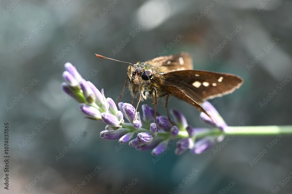 A straight swift (Parnara guttata) resting on the Grosso Lavender flower. Insect background material. A straight swift (Parnara guttata) resting on the Grosso Lavender flower. Insect background material.