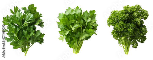 Three bunches of fresh parsley arranged in a row isolated on a white background, a vibrant and natural image with a transparent background PNG.