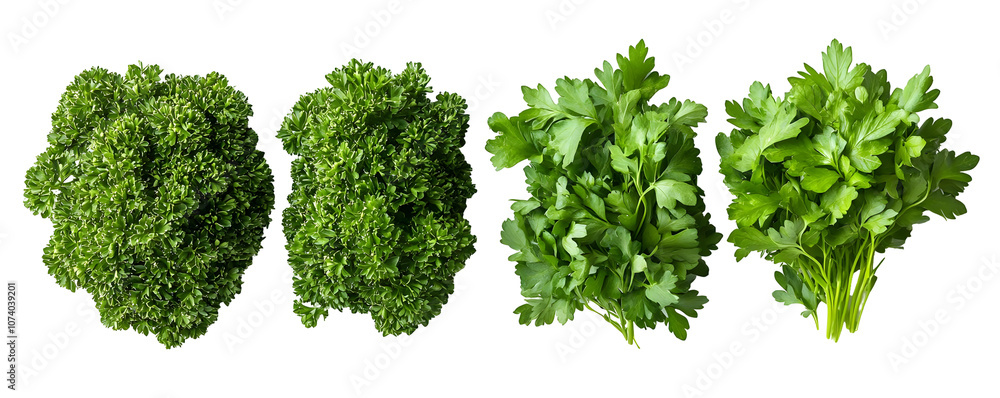 Four bunches of fresh green parsley with stems arranged in a row isolated against a white background, Transparent background PNG. Four bunches of fresh green parsley with stems arranged in a row isolated against a white background, Transparent background PNG.