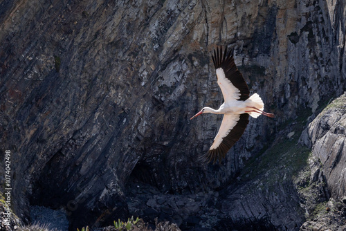 Stork in Flight