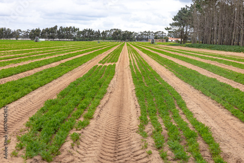 European Farm Field
