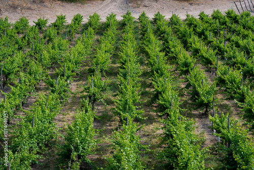 Viñedo de uvas cabernet souvignon photo