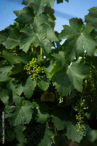 racimo de uvas creciendo en una parra photo