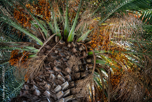 Palm Tree with various colour leaves