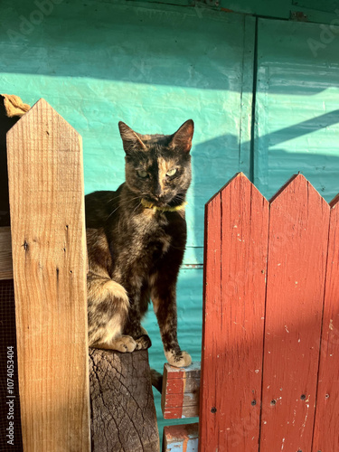 A brown cat sits confidently on a red fence, set against a clear blue background. 