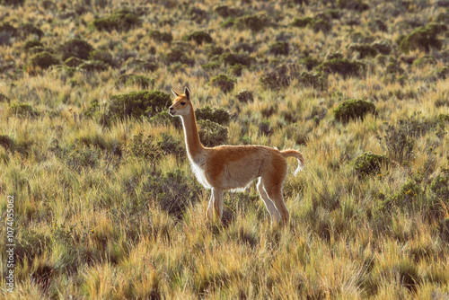 A vicuña stops in the middle of the vast and peaceful vegetation of the Andean highlands, standing out for its natural elegance in this wild environment.