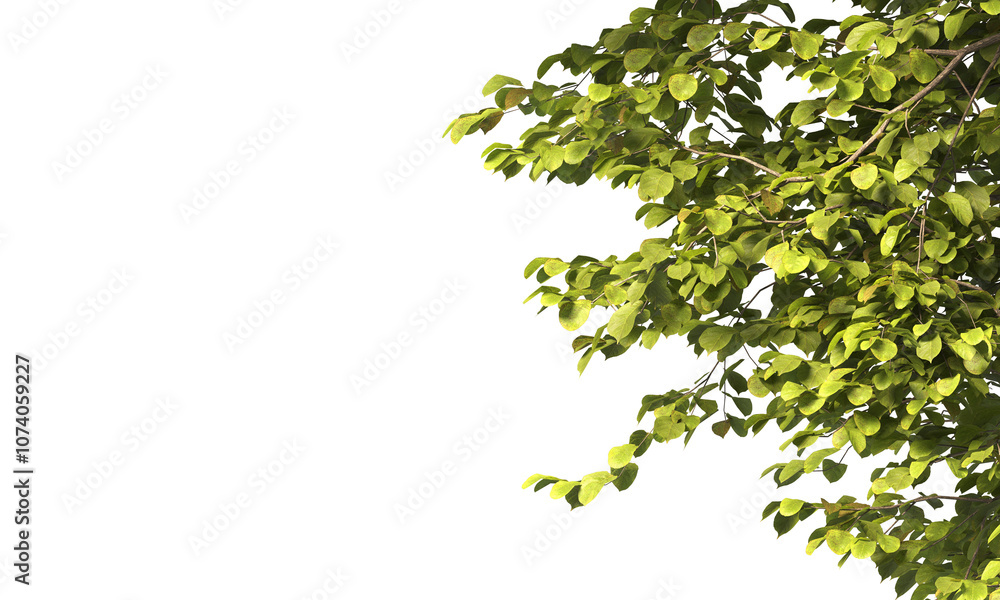 tree branch PNG. green tree branch on transparent background. green leaf tree branch isolated on transparent background. PNG Corner tree on transparent background. PNG Green leaves for corner. tree branch PNG. green tree branch on transparent background. green leaf tree branch isolated on transparent background. PNG Corner tree on transparent background. PNG Green leaves for corner.