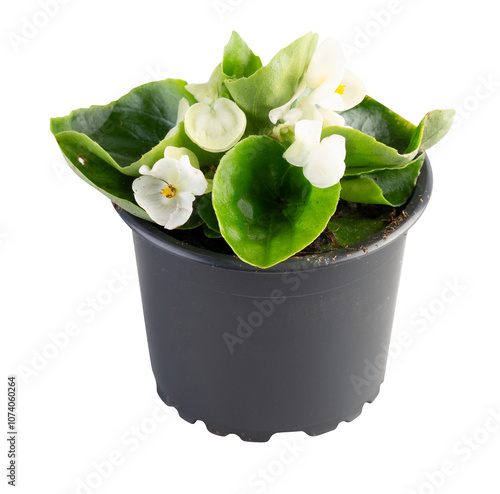 White flowering begonia in a pot cut out isolated transparent background