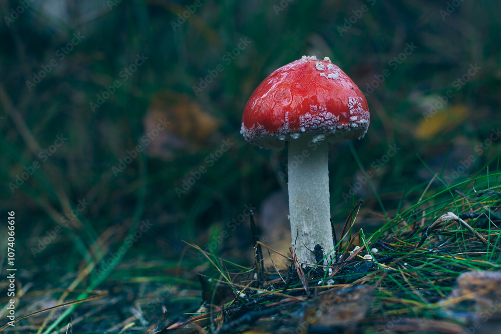 Young Amanita Muscaria, Known as the Fly Agaric or Fly Amanita: Healing and Medicinal Mushroom with Red Cap Growing in Forest. Can Be Used for Micro Dosing, Spiritual Practices and Shaman Rituals Young Amanita Muscaria, Known as the Fly Agaric or Fly Amanita: Healing and Medicinal Mushroom with Red Cap Growing in Forest. Can Be Used for Micro Dosing, Spiritual Practices and Shaman Rituals