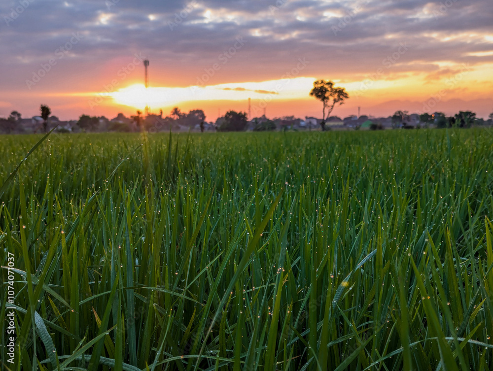 Beautiful green rice fields wit dew water in spring morning with blue sky and yellow sunrise, wide angle view of rice paddy fields in indonesia. Beautiful green rice fields wit dew water in spring morning with blue sky and yellow sunrise, wide angle view of rice paddy fields in indonesia.