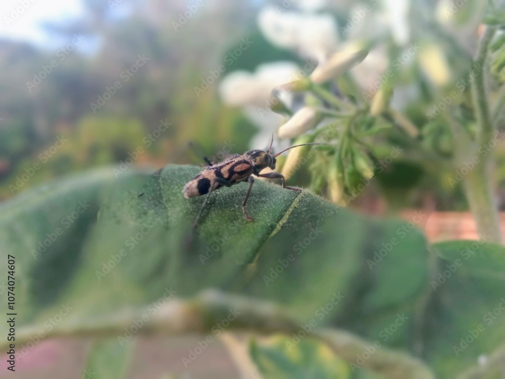 Fototapeta premium ladybug pest of fruit plants
