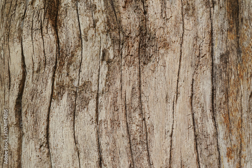 Wallpaper Mural Texture or background of light colored natural wood texture The surface of the tree trunk is thick with bark cracks. Torontodigital.ca