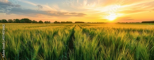 Golden Sunset Over a Field of Green Wheat photo