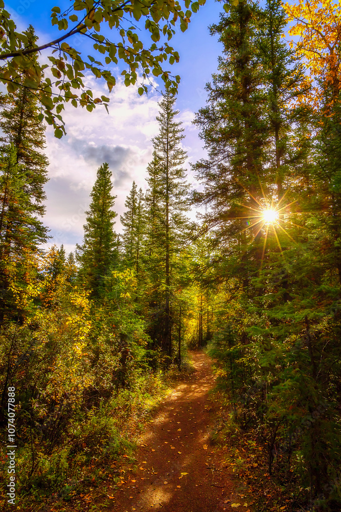 Sunlight Walkway Through A Lush Fall Forest Sunlight Walkway Through A Lush Fall Forest