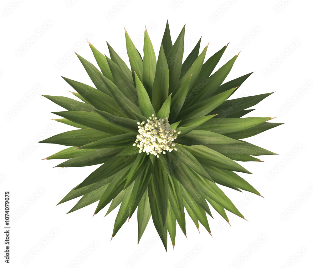 Single agave plant isolated on transparent background. close up agave plant with green leaves PNG. Isolated agave plant on transparent background. cutout Agave cactus plant transparent PNG. Single agave plant isolated on transparent background. close up agave plant with green leaves PNG. Isolated agave plant on transparent background. cutout Agave cactus plant transparent PNG.