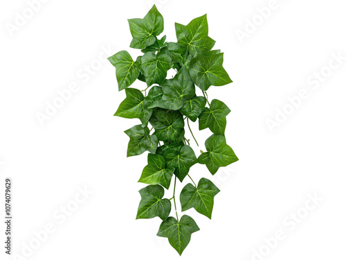 Lush Green Ivy Leaves with Vibrant Color on Transparent Background for Creative Design, Textile, and Advertising Applications photo