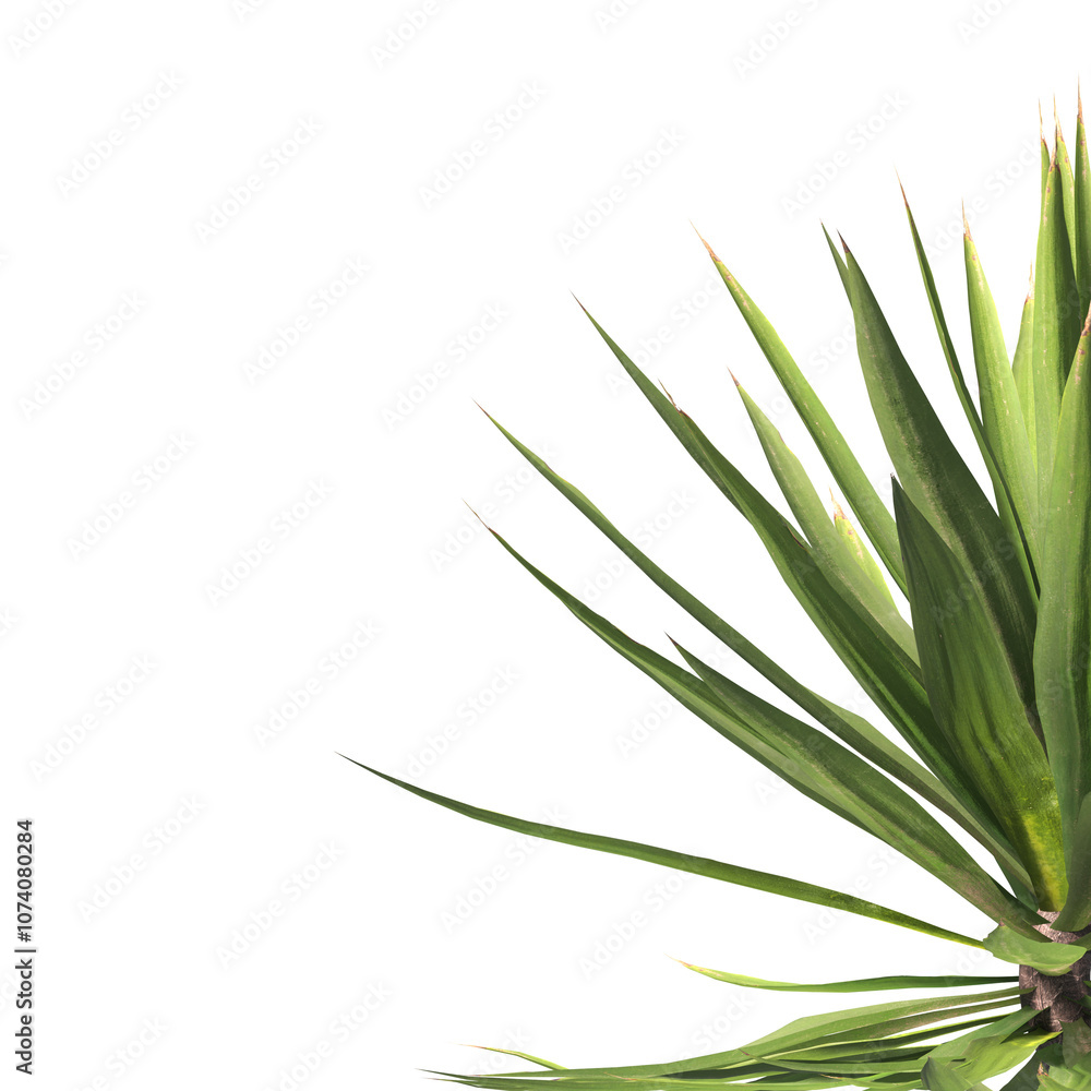 Single agave plant isolated on transparent background. close up agave plant with green leaves PNG. Isolated agave plant on transparent background. cutout Agave cactus plant transparent PNG. Single agave plant isolated on transparent background. close up agave plant with green leaves PNG. Isolated agave plant on transparent background. cutout Agave cactus plant transparent PNG.