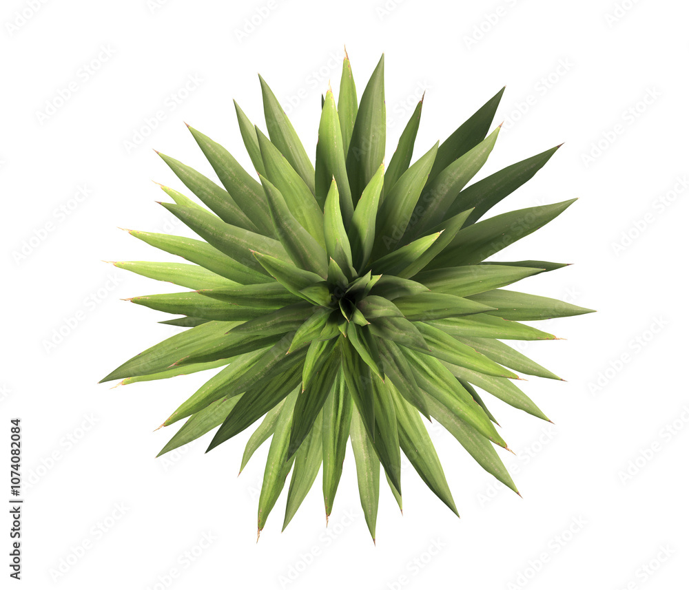 Single agave plant isolated on transparent background. close up agave plant with green leaves PNG. Isolated agave plant on transparent background. cutout Agave cactus plant transparent PNG. Single agave plant isolated on transparent background. close up agave plant with green leaves PNG. Isolated agave plant on transparent background. cutout Agave cactus plant transparent PNG.
