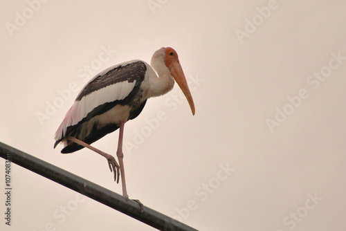 Photography A large stork with long legs, an orange beak, and pink and black feathers perches on a metal pole in the Kuala Lumpur neighborhood against a soft sky background, creating a striking silhouette