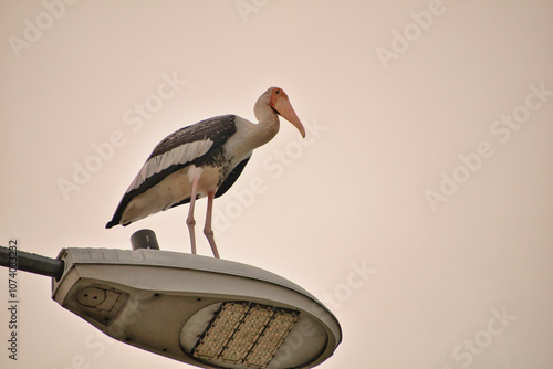 Photography A large stork with long legs, an orange beak, and pink and black feathers perches on a metal pole in the Kuala Lumpur neighborhood against a soft sky background, creating a striking silhouette