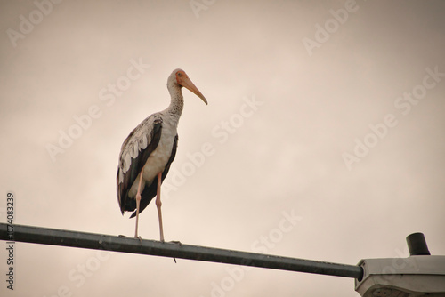 Photography A large stork with long legs, an orange beak, and pink and black feathers perches on a metal pole in the Kuala Lumpur neighborhood against a soft sky background, creating a striking silhouette