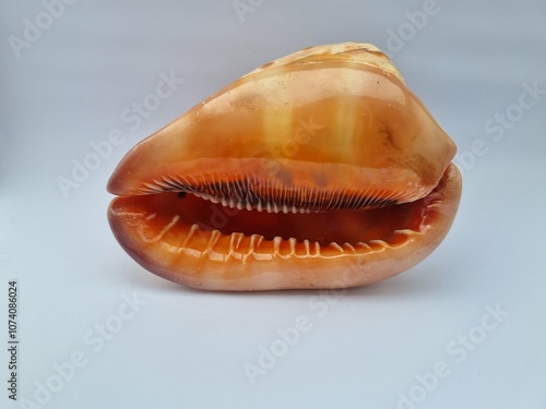 large sea snail shell (Cypraecassis rufa) interior view isolated white background