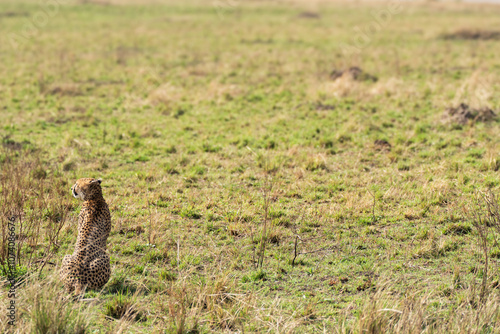 Cheetah facing away while sitting in the grass.
