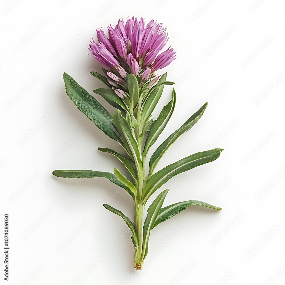 Aster isolated on a with a white background, close up Aster isolated on a with a white background, close up