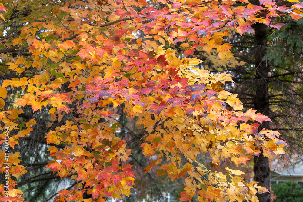 Full frame abstract texture background of bright autumn color leaves on a red maple (acer rubrum) tree Full frame abstract texture background of bright autumn color leaves on a red maple (acer rubrum) tree