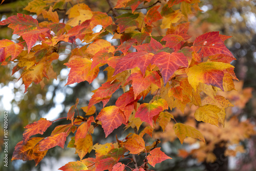 Full frame abstract texture background of bright autumn color leaves on a red maple (acer rubrum) tree