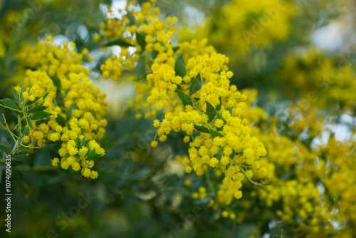 Yellow flowers of the australian acacia cultriformis photo