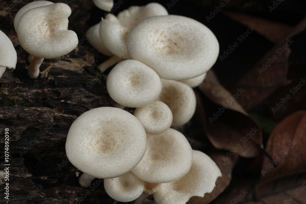 Wild edible tropical mushrooms in the forest Wild edible tropical mushrooms in the forest