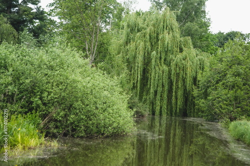 lake in the forest