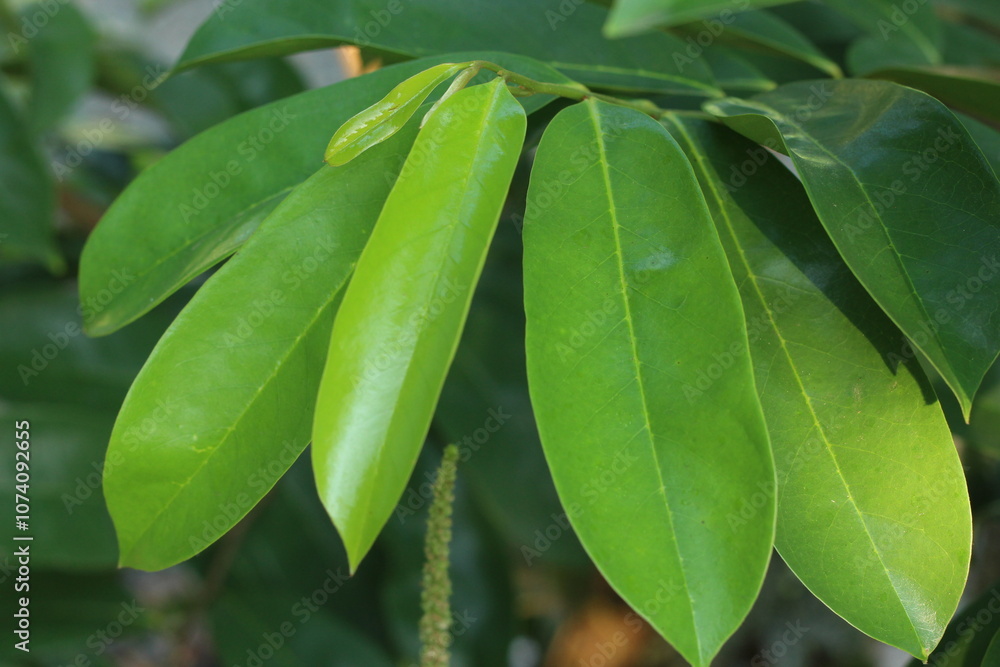 Obraz premium Daun sirsak or Annona muricata leaves