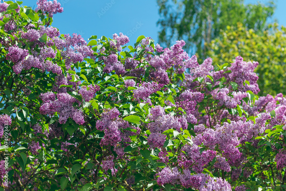 Lilac Bush Blooms in Spring at Daytime. Violet Spring Flowers with Soft Aroma. Spring and Summer Gardening. Lilac Blossom. Purple Lilac Bush Lilac Bush Blooms in Spring at Daytime. Violet Spring Flowers with Soft Aroma. Spring and Summer Gardening. Lilac Blossom. Purple Lilac Bush