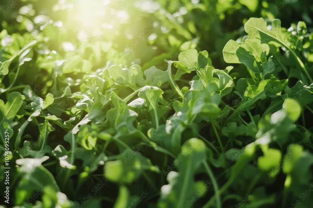 Close up aerial view of arugula in sunlight Close up aerial view of arugula in sunlight